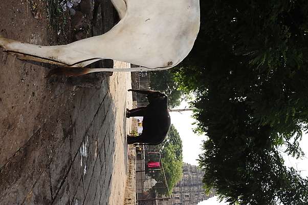 포토 JPG 해외이미지 동물 야생동물 포유류 코끼리 생물 사람없음 회색 큼 상아 무거움 해외포토 컬러 무게 크기 파일형식 이미지허브