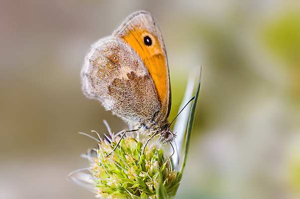 포토 JPG 해외이미지 식물 동물 계절 꽃 야생동물 나비 곤충 백그라운드 잎 날개 자연 사람없음 야외 초록색 빛 컬러풀 정원 닫기 해충 벌레 위험 작음 무서움 딱정벌레 묘사 싱글 생물학 무당벌레 거미 내추럴 고립 오싹 해외포토 교육 감정 컬러 컨셉 모션 크기 생태계 파일형식 이미지허브