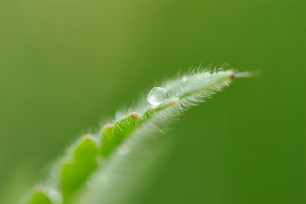 포토 JPG 해외이미지 식물 디자인 계절 야생동물 백그라운드 잎 자연 표면 아침 날씨 추상 건강 사람없음 야외 초록색 물 빛 뷰티 환경 정원 화목 봄 거품 성장 물방울 신선 액체 닫기 떨어짐 이슬 빗방울 순수 보케 내추럴 해외포토 주간 자연요소 동물 컬러 컨셉 무늬 모션 비_날씨 생태계 파일형식 이미지허브