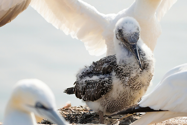 포토 JPG 해외이미지 동물 야생동물 바다 섬 가족 청소년 자연 조류 휴식 함께함 병아리 서기 풍경 성인 사람없음 야외 옆모습 물 노란색 머리 환경 검은색 흰색 아기 행운 보호 깃털 부리 북쪽 솜털 내추럴 생태학 식민지 해외포토 자연요소 교육 뷰포인트 컬러 컨셉 관계 모션 사람 신체부위 방향 생태계 파일형식 이미지허브