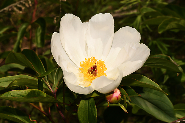 포토 JPG 해외이미지 식물 꽃잎 꽃 줄기 자연 씨앗 사람없음 뷰티 민들레 카네이션 작약 재 그리너리 해외포토 생태계 파일형식 트랜드컬러 이미지허브