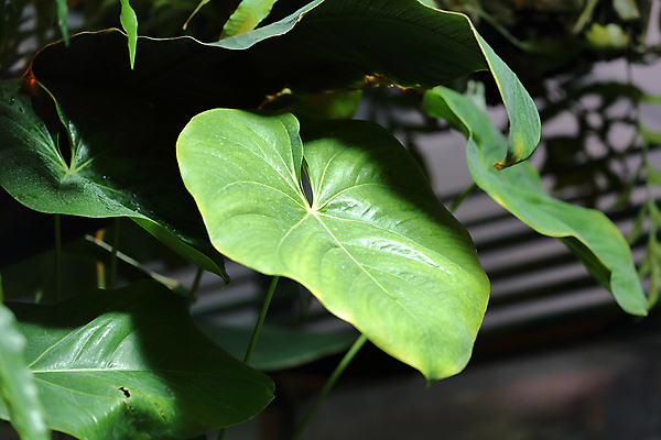 포토 JPG 해외이미지 나무 식물 줄기 백그라운드 낙엽 잎 자연 표면 사람없음 초록색 뷰티 환경 정원 활발 성장 신선 얼룩 닫기 숲 큼 관목 척추 질감 윤곽 내추럴 대칭 온실 그리너리 규칙적 해외포토 컬러 컨셉 모션 뼈 크기 생태계 파일형식 트랜드컬러 이미지허브