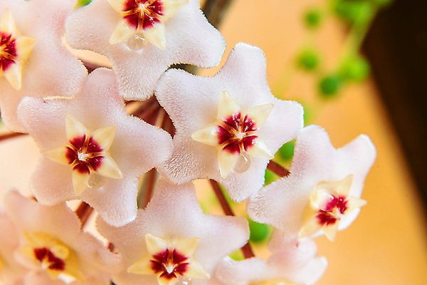 포토 JPG 해외이미지 식물 꽃잎 꽃 별 화초 분홍색 백그라운드 잎 꽃무늬 자연 사람없음 야외 장식 빨간색 초록색 컬러풀 뷰티 정원 봄 벚꽃 흰색 나뭇가지 신선 개화 닫기 향수 묘사 내추럴 왁스 벨벳 해외포토 자연요소 나무 계절 컬러 무늬 모션 화장품 실크 생태계 파일형식 이미지허브