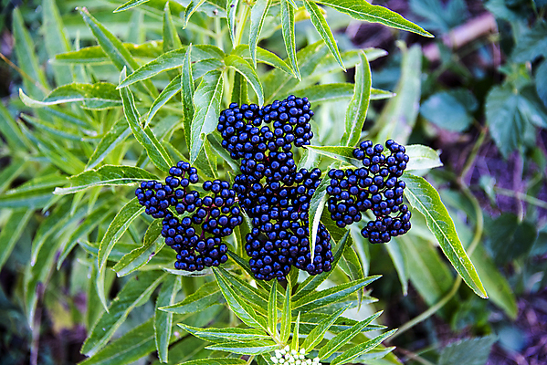 포토 JPG 해외이미지 식물 계절 열매 꽃잎 꽃 유럽 음식 잎 과일 자연 건강 사람없음 야외 초록색 여름 정원 맑음 검은색 벚꽃 가을 흰색 나뭇가지 개화 약초 허브 관목 유기농 내추럴 영원 해외포토 나무 웰빙 나라 컬러 날씨 풀_식물 생태계 파일형식 이미지허브