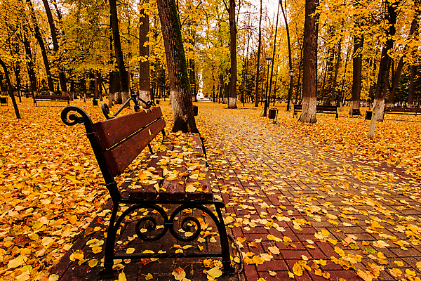 포토 JPG 해외이미지 주간 공원 단풍 낙엽 벤치 단풍나무 풍경 사람없음 야외 주황색 가을 해외포토 자연요소 나무 계절 공공시설 컬러 잎 의자 파일형식 이미지허브