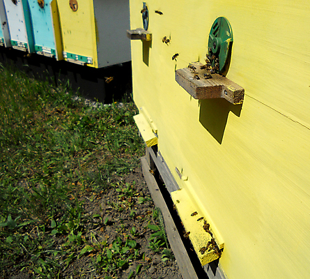 포토 JPG 해외이미지 동물 음식 곤충 백그라운드 패턴 오렌지 자연 세포 건강 사람없음 야외 약 농장 노란색 시골 신선 머리빗 황금 달콤 맛 꿀벌 배열 묘사 질감 꽃가루 육각형 꿀 벌집 내추럴 고립 밀랍 양봉 양봉장 왁스 폴리곤 해외포토 도형 컬러 컨셉 무늬 농업 과일 의학 미용용품 벌_곤충 가루 생태계 파일형식 이미지허브