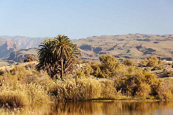 포토 JPG 해외이미지 나무 유럽 섬 여행 백그라운드 아프리카 자연 하늘 산 건조 손바닥 갈대 풍경 사람없음 야외 초록색 물 여름 파란색 태양 노란색 바위 스페인 언덕 해외포토 자연요소 식물 손 계절 나라 컬러 돌_바위 생태계 파일형식 이미지허브