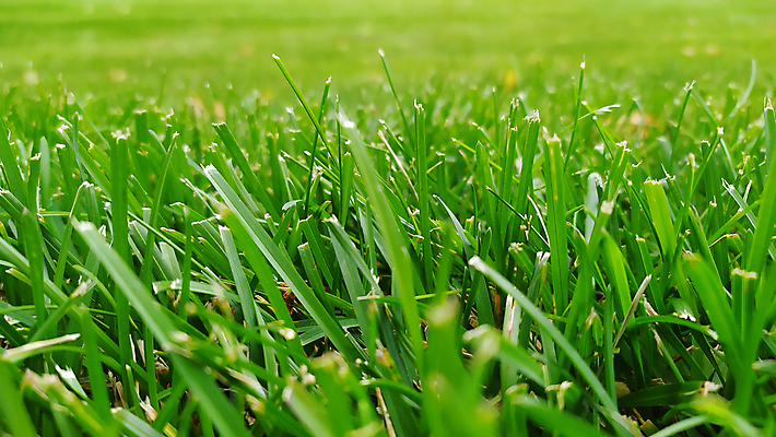 포토 JPG 해외이미지 식물 디자인 계절 공원 꽃 백그라운드 컨셉 잎 패턴 밭 자연 벽지 하늘 추상 부활절 미술 풍경 잔디 사람없음 아웃포커스 초록색 여름 빛 컬러풀 태양 뷰티 정원 맑음 봄 성장 신선 허브 원예 질감 보케 부드러움 내추럴 블러 효과 해외포토 자연요소 공공시설 기념일 컬러 무늬 농업 날씨 문화예술 촬영기법 취미 감각 생태계 파일형식 이미지허브