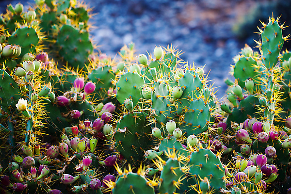 포토 JPG 해외이미지 식물 꽃 문화 백그라운드 과일 자연 추상 멕시코 선인장 건조 사람없음 장식 빨간색 초록색 파란색 보라색 가시 스페인 내추럴 해외포토 유럽 컬러 북아메리카 무늬 생태계 파일형식 이미지허브