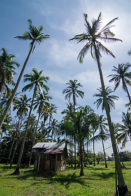 포토 JPG 해외이미지 나무 전통 아시아 백그라운드 농업 주택 동양인 풍경 사람없음 목재 초록색 농작물 농장 농경지 마을 시골 코코넛 말레이시아 내추럴 해외포토 식물 나라 산업 컬러 과일 재료 인종 건물 파일형식 이미지허브