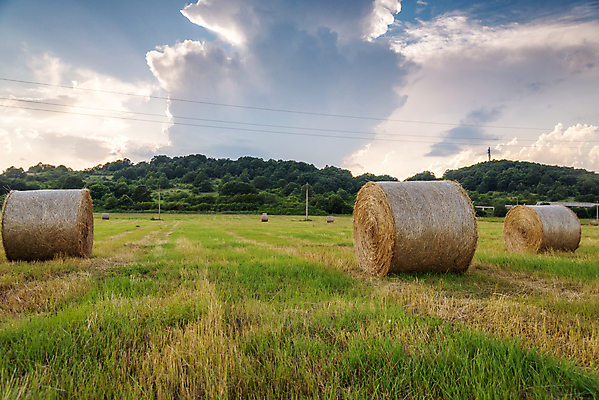 포토 JPG 해외이미지 식물 구름 밭 농업 자연 하늘 옥수수 풍경 사람없음 야외 여름 파란색 농작물 햇빛 태양 뷰티 농장 농경지 노란색 일출 일몰 수확 가을 시골 원형 황금 볏짚 낟알 땅 두루마리 밀 보리 뭉치 밀짚 내추럴 밭일 호밀 수평선 해외포토 자연요소 도형 계절 산업 컬러 곡류 노을 짚 생태계 파일형식 이미지허브
