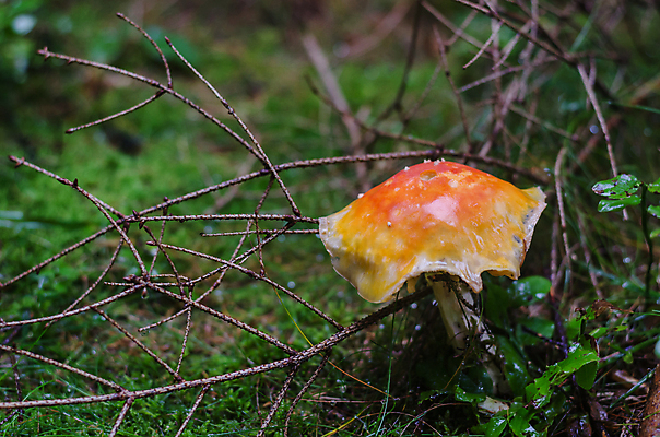 포토 JPG 해외이미지 주간 자연 근접촬영 잔디 사람없음 야외 버섯 나뭇가지 숲속 해외포토 자연요소 나무 식물 뷰포인트 숲 생태계 파일형식 이미지허브