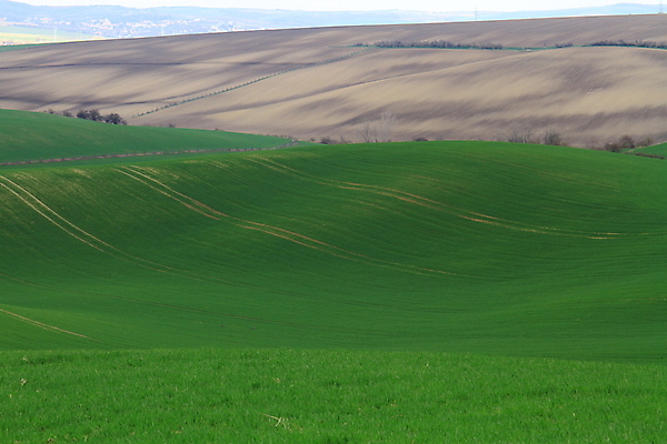 포토 JPG 해외이미지 나무 유럽 야생동물 여행 밭 자연 벽지 휴가 파노라마 그림자 사람 풍경 사람없음 야외 초록색 여름 컬러풀 태양 와인 맑음 놀람 봄 산책로 언덕 만족 그림 지역 체코 남쪽 공화국 토스카나 모라비아 해외포토 자연요소 식물 동물 계절 감정 나라 길 컬러 농업 날씨 주류 촬영기법 표정 이탈리아 방향 생태계 파일형식 이미지허브