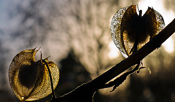 포토 JPG 해외이미지 식물 계절 꽃 백그라운드 겨울 자연 조명 그림자 씨앗 풍경 사람없음 야외 여름 빛 컬러풀 햇빛 뷰티 반사 갈색 노란색 일출 정원 일몰 봄 벚꽃 죽음 집중 심볼 묘사 원예 시들음 내추럴 동물상 파종 해외포토 컬러 컨셉 취미 태양 조형물 노을 농사 생태계 파일형식 이미지허브