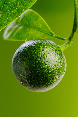 포토 JPG 해외이미지 나무 식물 디자인 음식 백그라운드 잎 농업 과일 자연 귤 주택 실내 사람없음 초록색 여름 빛 정원 맑음 봄 수확 신선 오브젝트 에코 원예 분재 내추럴 돌봄 생태학 해외포토 계절 교육 산업 컬러 모션 날씨 취미 내부 건물 환경 생태계 파일형식 이미지허브