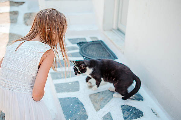 포토 JPG 해외이미지 주간 응시 원피스 여자 어린이 휴식 한명 상반신 야외 뒷모습 여름휴가 바캉스 고양이 흰색 미코노스섬 소녀한명만 해외포토 자연요소 1 시선 옷 뷰포인트 컬러 섬 컨셉 포유류 휴가 사람 반려동물 그리스 여자한명만 소녀만 파일형식 여름_계절 이미지허브