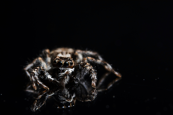 포토 JPG 해외이미지 백그라운드 자연 사람없음 검은색 거울 거미 해외포토 컬러 곤충 생태계 파일형식 이미지허브
