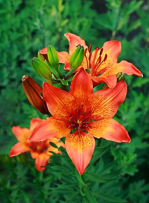 포토 JPG 해외이미지 식물 꽃잎 꽃 줄기 꽃다발 백그라운드 잎 오렌지 자연 3 사람없음 야외 장식 빨간색 초록색 여름 새싹 정원 벚꽃 호랑이 백합 6 원예 꽃가루 강렬 꽃수술 해외포토 계절 컬러 과일 포유류 취미 숫자 가루 생태계 파일형식 이미지허브