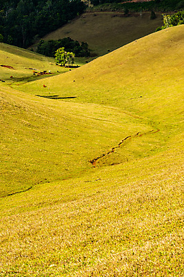 포토 JPG 해외이미지 나무 구름 계절 도로 여행 백그라운드 밭 농업 자연 하늘 불 휴가 건조 풍경 사람없음 야외 가로 초록색 여름 파란색 울타리 태양 농장 농경지 환경 목장 시골 재산 호주 숲 땅 언덕 장면 멀리 밭일 오지 수평선 해외포토 자연요소 식물 산업 길 컬러 교통시설 금융 담장 오세아니아 생태계 파일형식 이미지허브