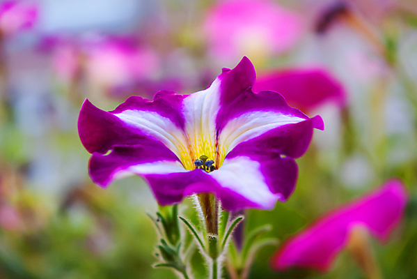 포토 JPG 해외이미지 백그라운드 자연 사람없음 보라색 봄 풀잎 화려 피튜니아 해외포토 계절 꽃 컬러 컨셉 잎 풀_식물 생태계 파일형식 이미지허브