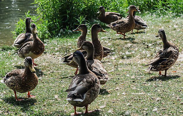 포토 JPG 해외이미지 동물 공원 여자 야생동물 자연 조류 오리 함께함 사람없음 야외 초록색 친구 갈색 환경 봄 연못 그룹 깃털 물새 청둥오리 내추럴 동물상 많음 해외포토 계절 공공시설 컬러 컨셉 관계 사람 조형물 생태계 파일형식 이미지허브