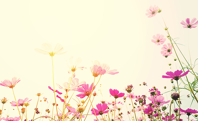 포토 JPG 해외이미지 식물 계절 공원 꽃잎 꽃 줄기 분홍색 백그라운드 잎 밭 자연 벽지 하늘 국화 발렌타인데이 풍경 사람없음 야외 초록색 컬러풀 햇빛 뷰티 노란색 환경 정원 놀람 수확 성장 벚꽃 가을 신선 우아함 맛 허브 묘사 코스모스 질감 복고 향기 내추럴 파스텔톤 해외포토 공공시설 감정 컬러 컨셉 농업 데이이벤트 표정 태양 생태계 냄새 파일형식 이미지허브