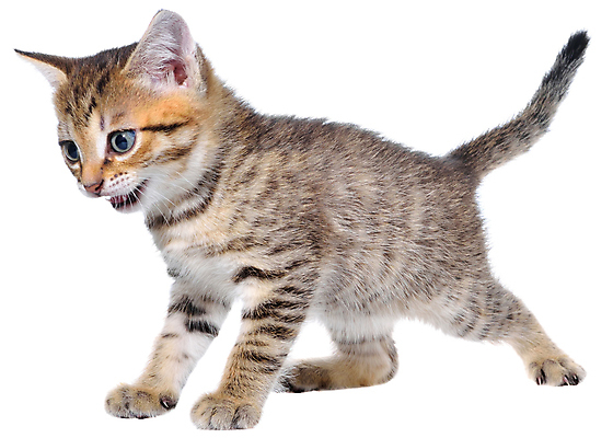 포토 JPG 해외이미지 동물 장난 모션 서기 사람없음 반려동물 고양이 산책 입 벌레 작음 흰배경 얼룩무늬 바둑 노려봄 기어가기 고립 섬광 해외포토 곤충 백그라운드 무늬 포유류 놀이 휴식 표정 신체부위 흰색 크기 파일형식 이미지허브