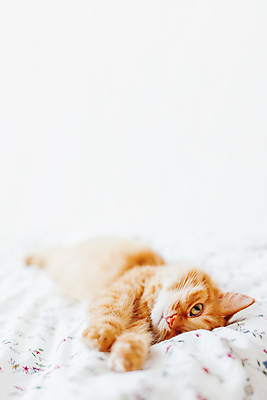 포토 JPG 해외이미지 한마리 실내 사람없음 반려동물 햇빛 고양이 이불 침대 반려묘 안락 해외포토 동물 1 가구 컨셉 포유류 침구 내부 태양 파일형식 이미지허브