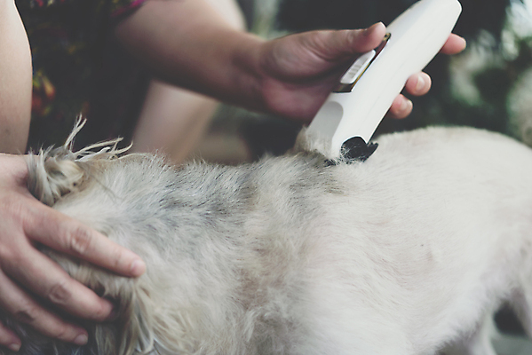 포토 JPG 해외이미지 한마리 손 실내 들기 야외 아웃포커스 신체부위 귀여움 잡기 강아지 바리깡 애견미용 애견미용사 믹스견 해외포토 1 컨셉 모션 촬영기법 사람 내부 반려동물 뷰티 개 미용사 파일형식 이미지허브