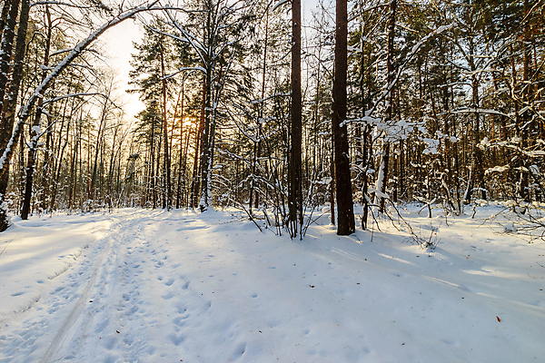 포토 JPG 해외이미지 나무 계절 여행 백그라운드 크리스마스 겨울 패턴 자연 하늘 휴가 파노라마 풍경 사람없음 야외 빛 햇빛 뷰티 일출 냉동 얼음 일몰 봄 추위 덮개 가을 흰색 신선 소나무 저녁 숲 12월 11월 서리 장면 1월 내추럴 2월 선로 해외포토 자연요소 식물 기념일 컬러 무늬 촬영기법 태양 노을 뚜껑 날짜 야간 생태계 파일형식 이미지허브