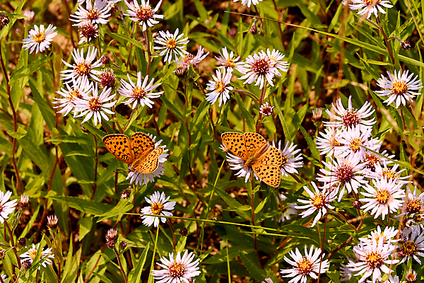 포토 JPG 해외이미지 동물 꽃 나비 곤충 자연 사람없음 뷰티 수분 해외포토 식물 생태계 파일형식 이미지허브