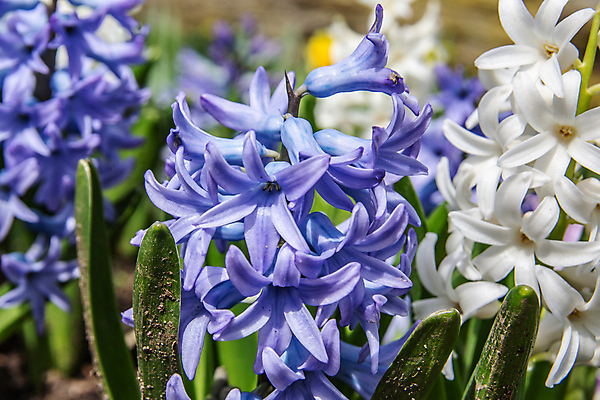 포토 JPG 해외이미지 꽃 잎 사람없음 초록색 컬러풀 봄 벚꽃 화단 해외포토 식물 계절 컬러 파일형식 이미지허브