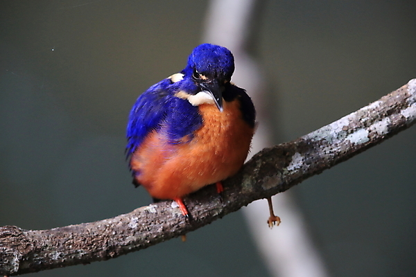 포토 JPG 해외이미지 주간 야생동물 자연 조류 사람없음 야외 나뭇가지 통나무 물새 물총새 해외포토 자연요소 나무 동물 생태계 파일형식 이미지허브