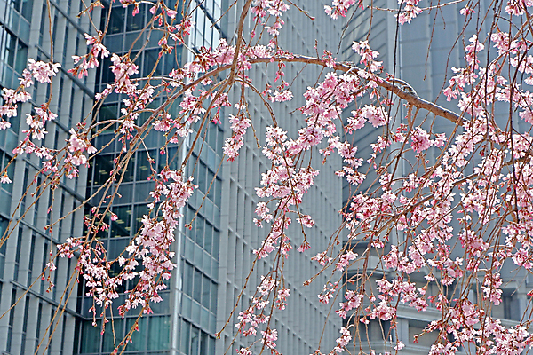 포토 JPG 해외이미지 주간 공원 사람없음 야외 건물 봄 벚꽃 개화 도심 해외포토 자연요소 건축물 계절 공공시설 꽃 도시 파일형식 이미지허브