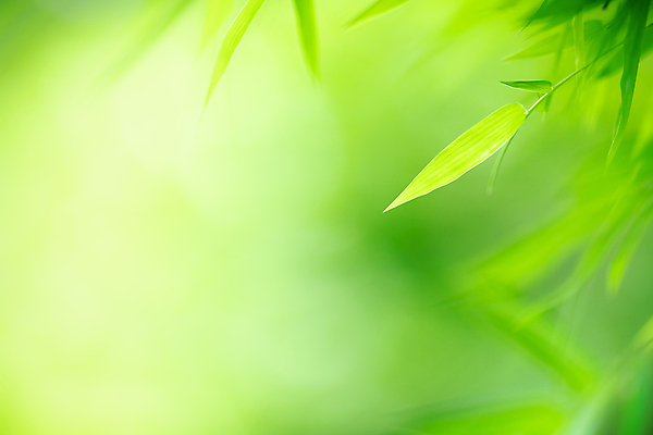 포토 JPG 해외이미지 나무 식물 계절 백그라운드 컨셉 잎 패턴 자연 벽지 추상 잔디 사람없음 초록색 여름 빛 컬러풀 햇빛 태양 뷰티 우주 환경 정원 맑음 봄 성장 신선 숲 질감 보케 부드러움 내추럴 블러 생태학 지구의날 카피스페이스 그리너리 효과 해외포토 자연요소 교육 기념일 컬러 무늬 날씨 공백 감각 생태계 파일형식 트랜드컬러 이미지허브