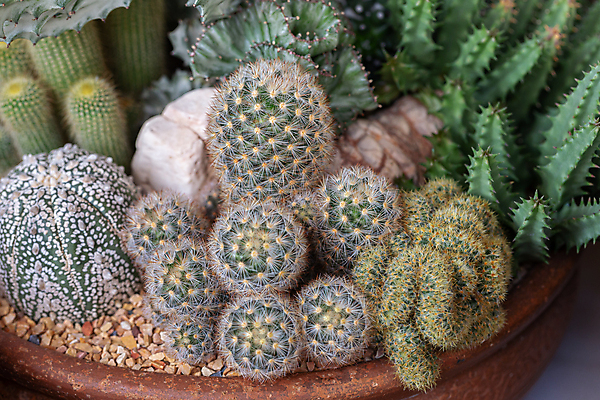 포토 JPG 해외이미지 모양 나무 식물 계절 꽃 백그라운드 잎 꽃무늬 패턴 자연 선인장 주택 사람없음 장식 초록색 컬러풀 뷰티 정원 사막 수확 성장 벚꽃 신선 뜨거움 그룹 우아함 냄비 정상 원예 질감 조경 내추럴 알로에 해외포토 컬러 컨셉 무늬 농업 취미 건물 솥 생태계 파일형식 이미지허브