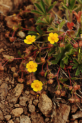 포토 JPG 해외이미지 식물 꽃잎 꽃 줄기 잎 오렌지 건조 따뜻함 사람없음 야외 빨간색 초록색 빛 햇빛 갈색 노란색 새싹 흙 들꽃 사막 덮개 벚꽃 4 작음 암초 솜털 시들음 땅바닥 석판 스텝 벨벳 해외포토 컬러 과일 바닥 태양 숫자 뚜껑 크기 실크 파일형식 이미지허브