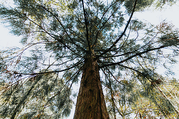 포토 JPG 해외이미지 라이프스타일 응시 컨셉 단풍 캐나다 바람 추상 휴가 휴식 사람없음 가로 빛 컬러풀 햇빛 태양 스트레칭 고요 활발 올려보기 성장 변화 고독 큼 각도 그리너리 해외포토 자연요소 시선 감정 컬러 잎 북아메리카 무늬 모션 날씨 생활 운동 크기 파일형식 트랜드컬러 이미지허브