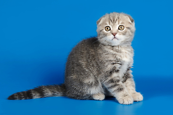 포토 JPG 해외이미지 한마리 응시 새끼 실내 앉기 사람없음 반려동물 귀여움 고양이 파란배경 스코티시폴드 반려묘 해외포토 동물 1 시선 백그라운드 컨셉 포유류 모션 내부 파란색 파일형식 이미지허브