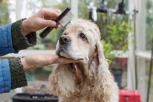 포토 JPG 해외이미지 손 아웃포커스 신체부위 반려동물 코커스패니얼 개 돌봄 애견미용 애견빗 해외포토 동물 포유류 모션 촬영기법 사람 뷰티 스패니얼 애견용품 파일형식 이미지허브