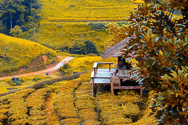 포토 JPG 해외이미지 식물 계절 산업 아시아 문화 어린이 여행 백그라운드 잎 밭 농업 태국 자연 놀이 산 건강 동양인 풍경 사람없음 야외 목재 뷰티 농장 환경 정원 계곡 수확 가을 시골 신선 차 오두막 허브 언덕 유기농 북쪽 내추럴 옛날 해외포토 나무 웰빙 나라 음료 재료 사람 인종 방향 생태계 파일형식 이미지허브