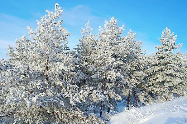 포토 JPG 해외이미지 나무 계절 여행 백그라운드 크리스마스 겨울 자연 하늘 날씨 산 풍경 사람없음 야외 목재 파란색 빛 뷰티 환경 얼음 추위 백발 흰색 신선 소나무 숲 언덕 서리 전나무 눈내림 해외포토 자연요소 식물 헤어스타일 기념일 컬러 재료 눈_날씨 생태계 파일형식 이미지허브