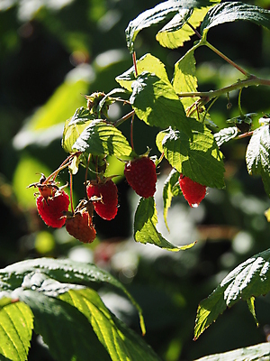 포토 JPG 해외이미지 음식 과일 사람없음 빨간색 태양 성장 신선 선택 준비 산딸기 숙성 해외포토 자연요소 컬러 컨셉 파일형식 이미지허브