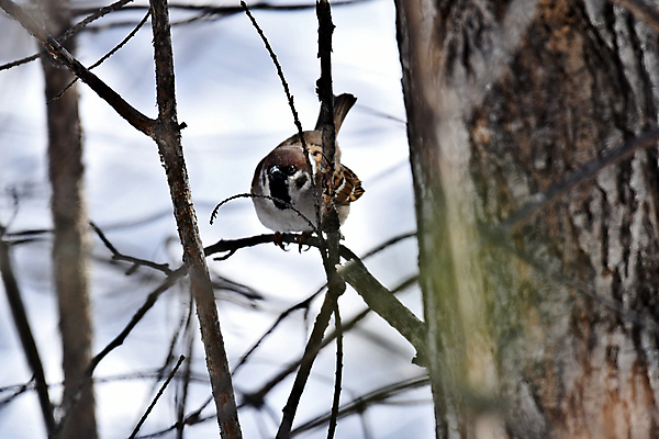 포토 JPG 해외이미지 동물 조류 사람없음 견과류 덩굴 깃털 부리 참새 해외포토 식물 파일형식 이미지허브