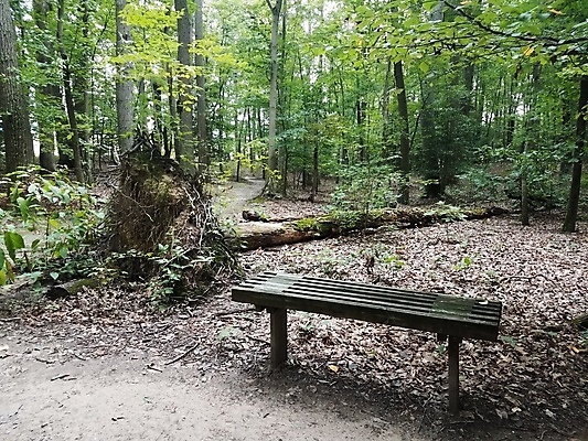 포토 JPG 해외이미지 나무 벤치 의자 자연 사람없음 야외 목재 떨어짐 숲 해외포토 식물 가구 컨셉 재료 생태계 파일형식 이미지허브