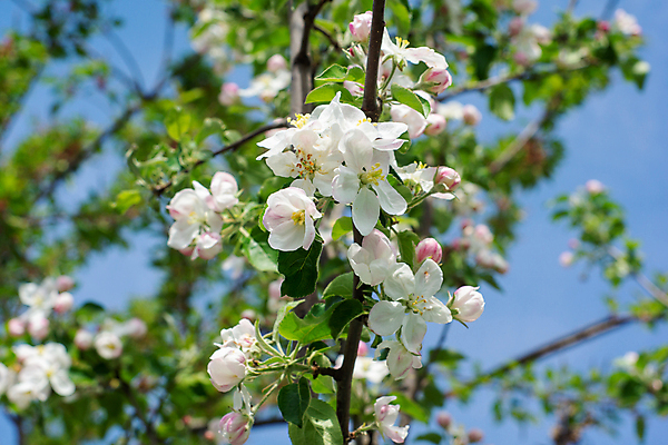 포토 JPG 해외이미지 나무 식물 계절 공원 꽃잎 꽃 백그라운드 잎 꽃무늬 자연 사람없음 야외 가로 초록색 빛 뷰티 정원 맑음 봄 달력 흰색 나뭇가지 신선 개화 사과 수분 원예 향기 내추럴 꽃수술 블러 해외포토 공공시설 컬러 무늬 과일 날씨 취미 생태계 냄새 파일형식 이미지허브