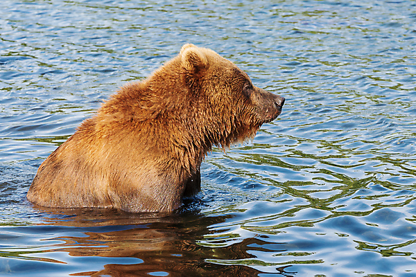 포토 JPG 해외이미지 동물 응시 아시아 호수 야생동물 파도 여행 곰 포유류 자연 낚시 어류 풍경 사람없음 빨간색 물 여름 관광지 강 기아 배고픔 러시아 육식동물 연어 사냥꾼 어장 서식지 동쪽 내추럴 동물상 시베리아 소름 해외포토 자연요소 직업 시선 계절 감정 유럽 나라 바다 컬러 레저 조형물 수중동물 방향 사회이슈 생태계 파일형식 이미지허브
