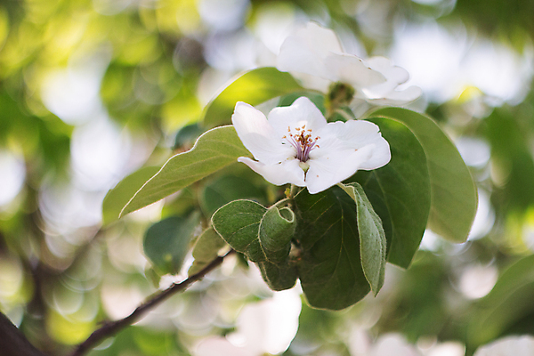 포토 JPG 해외이미지 나무 식물 꽃 잎 꽃무늬 자연 불꽃 사람없음 초록색 빛 태양 반사 정원 맑음 봄 벚꽃 흰색 나뭇가지 개화 보케 벨벳 해외포토 자연요소 계절 컬러 무늬 불 날씨 실크 생태계 파일형식 이미지허브