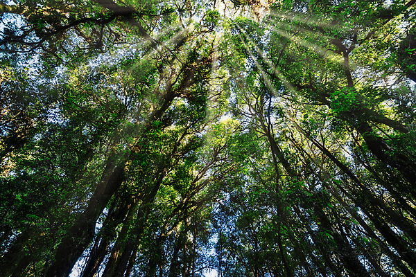 포토 JPG 해외이미지 나무 백그라운드 자연 풍경 사람없음 초록색 태양 숲 해외포토 자연요소 식물 컬러 생태계 파일형식 이미지허브