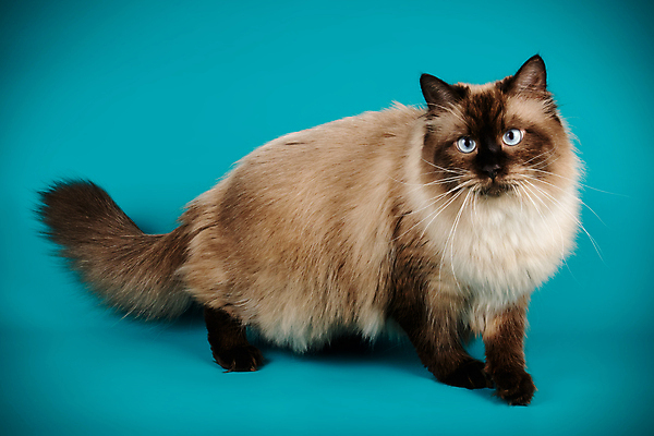 포토 JPG 해외이미지 한마리 사람없음 파란색 반려동물 고양이 네바마스커레이드 해외포토 동물 1 컬러 포유류 파일형식 이미지허브